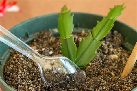 Plant in the cactus potting mix. The Best Method for Propagating Christmas Cactus From ...