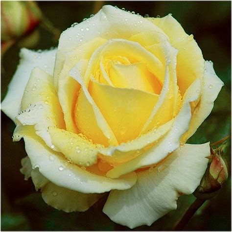 Diamonds Are Forever Soft Yellow Hybrid Tea Rose Hybrid
