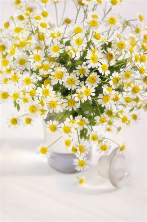 Some best indoor flowering plants are: 8 Indoor Plants You Can't Kill in 2020 | Indoor plants ...