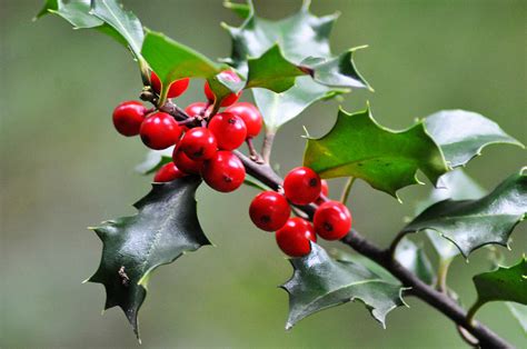 Holly Berries Photograph By Bill Cannon Fine Art America