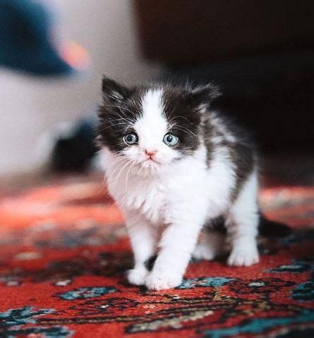 This is a story about a little kitten named maverick, whose precious face and adorable eyes aren't the only things that make him special. Hilary is a kitten with a chromosome abnormality - which ...