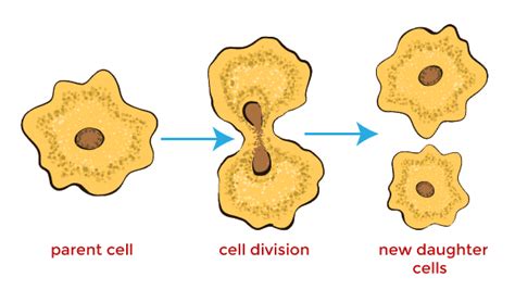 Types Of Asexual Reproduction Javatpoint