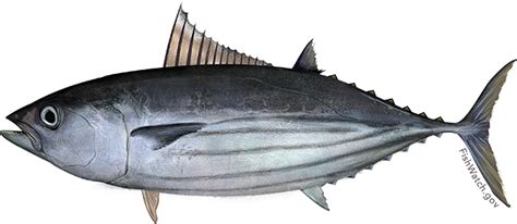Any of various often large scombroid marine food and game fishes of the. Pacific Skipjack Tuna | FishWatch