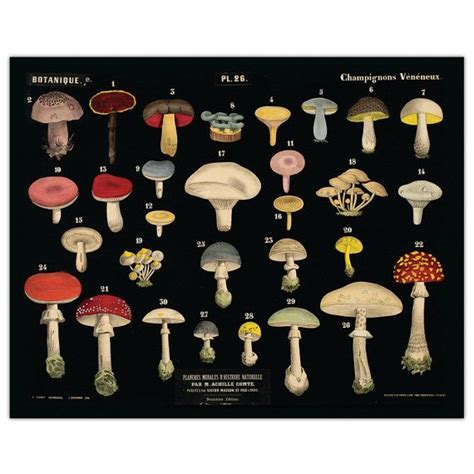 Vintage Botanical Mushroom Black Print 1 Etsy Stuffed Mushrooms