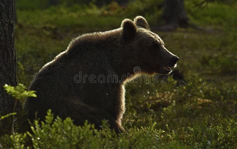 Backlit Brown Bear Bear Against A Sun Brown Bear In Back Light Stock