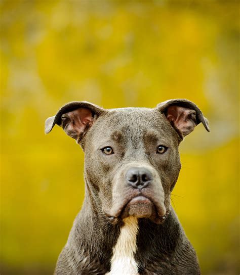 The Blue Nose Pitbull Facts Fun Pros And Cons Of A Blue Nosed Pup