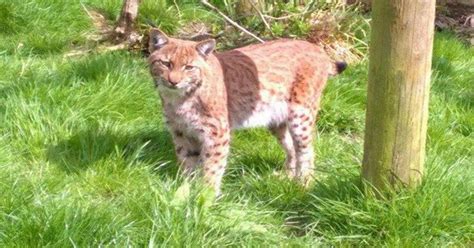 Cats In The Bag Escaped Dartmoor Zoo Lynx Captured After Going On