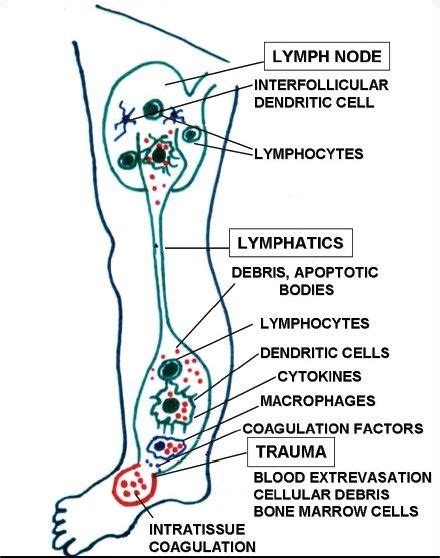 98 Best Lymph System Images On Pinterest Health Health And Beauty