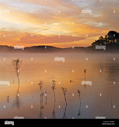 Highlighted By Sunrise Skies Are Reflecting In Ponds Water Stock Photo