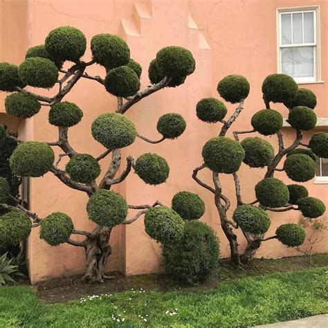 The Topiary Trees Of San Francisco Amusing Planet