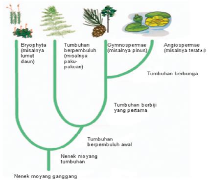 Perhatikan Gambar Di Bawah Ini Jenis Tumbuh