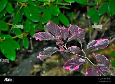 Branch Of Beech Tree Fagus Sylvatica Variety Purpurea Tricolor With