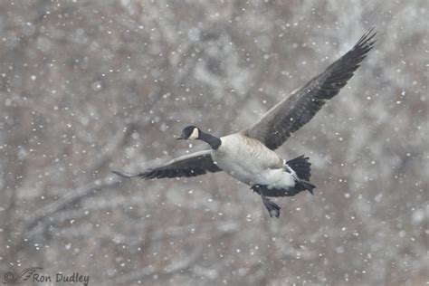 Canada Goose Flying Through Thick Falling Snow Feathered Photography