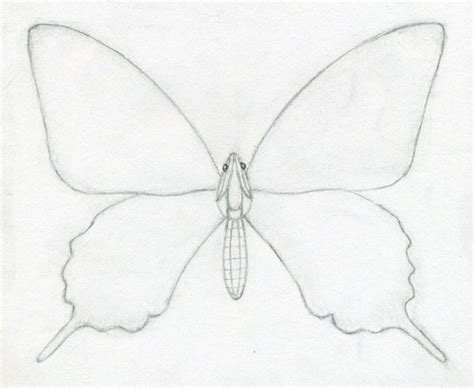 Any age children from toddlers to older children. How To Draw A Butterfly Surprisingly Easy