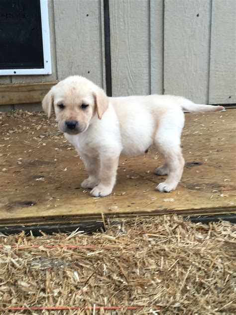 Yellow Male Puppy From Windy Hill Labradors In Lewisburg Tn Lewisburg