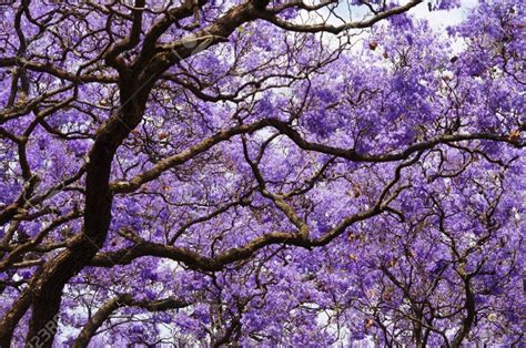 They also will benefit from watering when temperatures reach 95 degrees fahrenheit or warmer. Calle Jacarandas: Trio of Trees - Vallarta Tribune