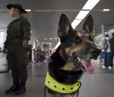 Sombra La Perra Policía Amenazada Por El Narco En Colombia Cc News
