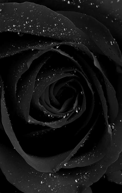 16 Black Glitter Rose Wallpaper Ideas