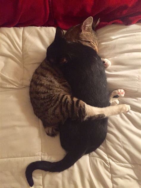 way more precious when you aren t stuck underneath ift tt 2jm73uv cat hug cat cuddle