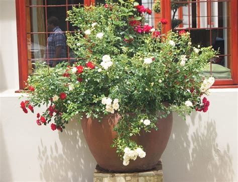 Then, soak your root in water or water your potted rose thoroughly before you plant it. Roses in pots - Ludwig's Roses