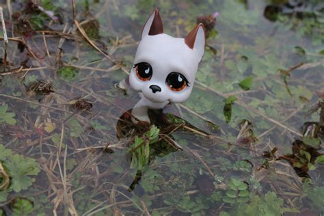 Lps Great Dane In The Puddle By Sophieagtv On Deviantart