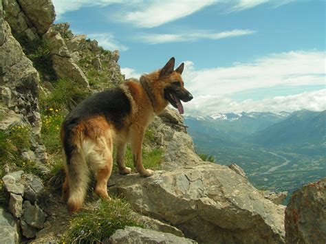 Image berger-allemand-3 : File : Berger allemand en montagne.jpg - Wikipedia