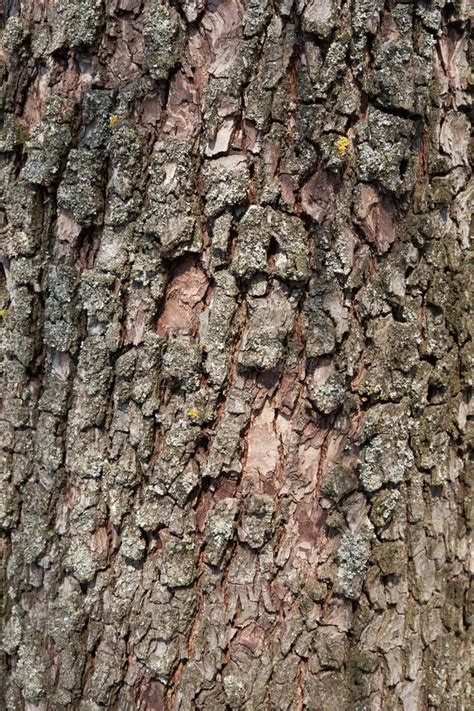 Tree Bark Texture Background Bark Of A Tropical Tree Stock Photo