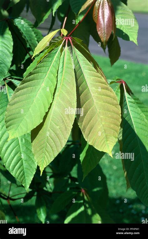 Aesculus Indica Indian Horse Chestnut Green And Red Leaves Close Up