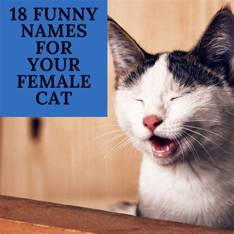 18 Funny Cat Names For Females Inspired By Movies