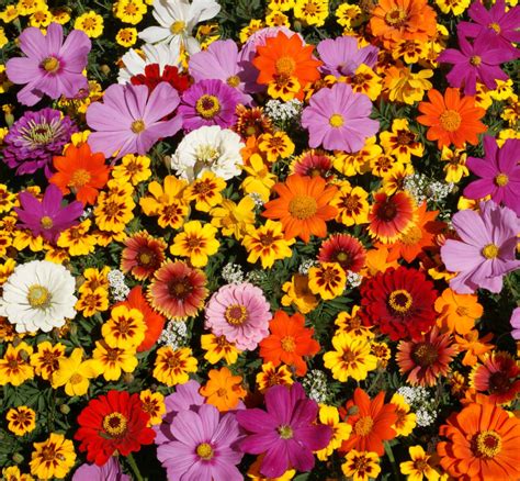 Oliger Seed Company Wildflower Mixes And Planting Guide