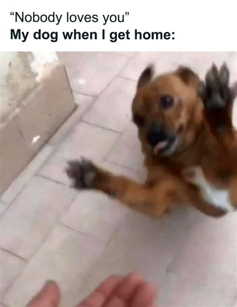 43 Of The Funniest Animal Memes To Put A Smile On Your Face As Shared