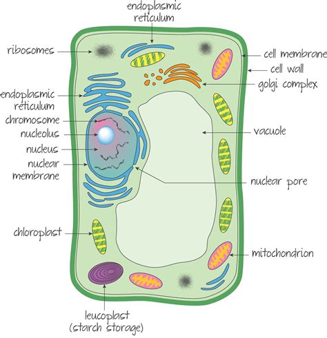Eukaryotic cells are found in most algae, protozoa, all multicellular organisms (plants and animals) including humans. Ultrastructure of a eukaryotic cell -a plant cell ...