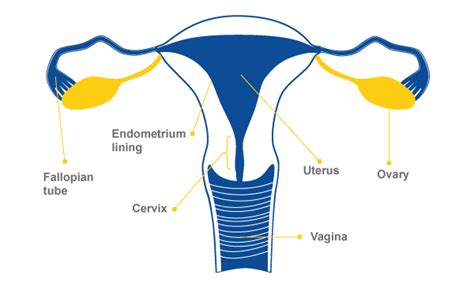 The Combined Pill • Oral Hormonal Contraceptive • Euroclinix® Uk