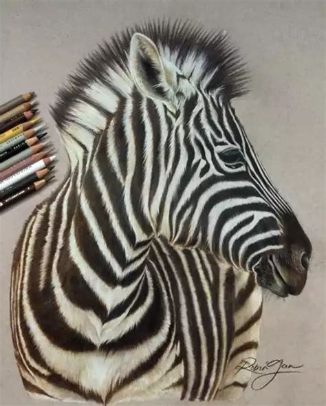 Fascinating Colored Pencils Works By Robin Gan Zebra Drawing Colored