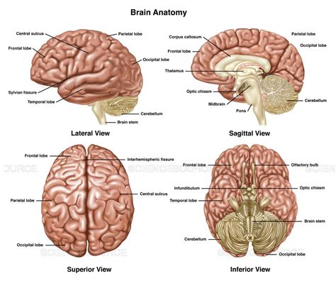 Brain Anatomy Illustration Brain Anatomy Human Brain Anatomy