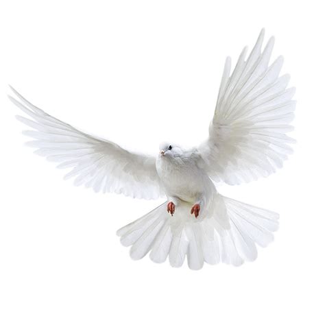 White Flying Pigeon Png Image