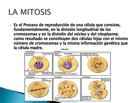 Cuadros Sinópticos Sobre Mitosis Y Meiosis Diferencias Cuadro