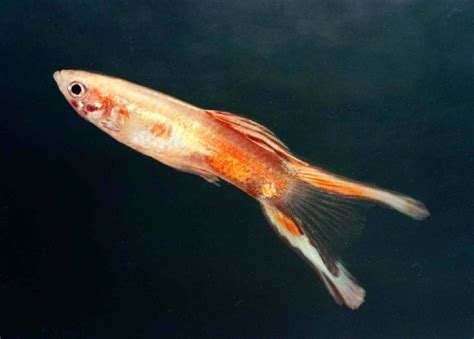 Ikan Guppy Double Swordtail Seperti Inilah Ciri Cirinya Ikan Hias Air