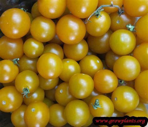 Orange Tomato Plant How To Grow And Care