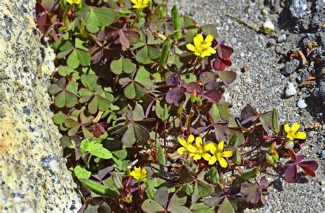 Check spelling or type a new query. Gartentipps vom Experten: Weg mit Quecke, Giersch und ...