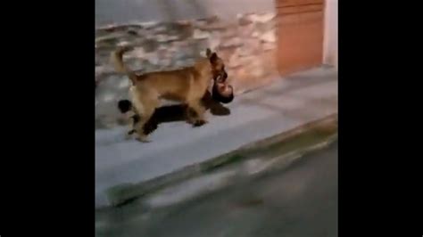 Video Captan A Un Perro Llevando Una Cabeza Humana En El Hocico En