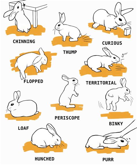 rabbit care the complete guide