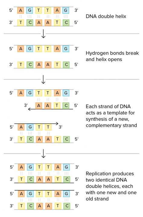 Dna the double helix worksheet answers. Dna Structure And Replication Worksheet Quizlet Pogil Pdf Schematic Of Watson Cricks Basic Mod ...