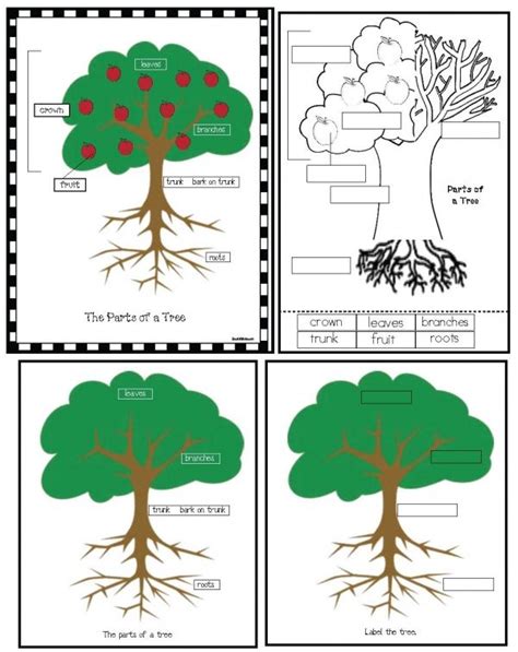 parts   tree poster activity  images apple tree