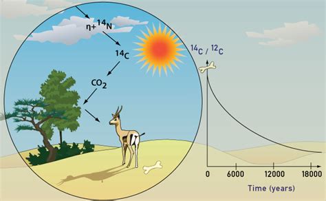 This is the working principle of carbon dating: The Future of RadioCarbon Dating - And an Overview of the ...