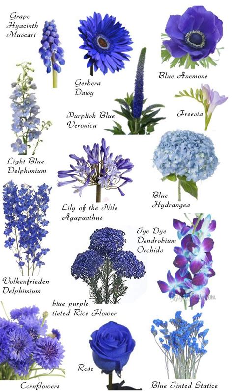 Blue Flowers And Their Names On A White Background