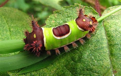 Saddleback Caterpillar By Joshua Bales Cool Insects Beautiful Bugs