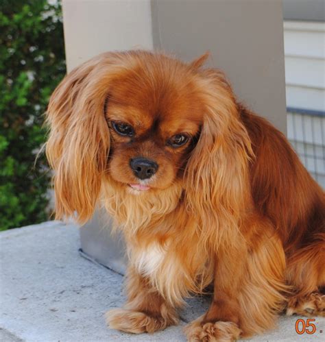 Cavalier King Charles Spaniel Adults For Sale Il Dreamcatcher Hill