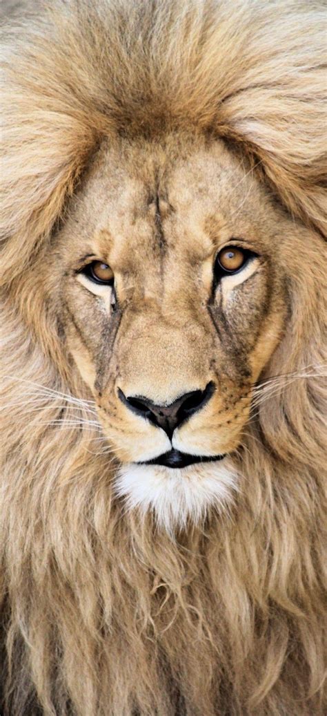 About Wild Animals Portrait Face Of A Lion Wild Animals Pictures