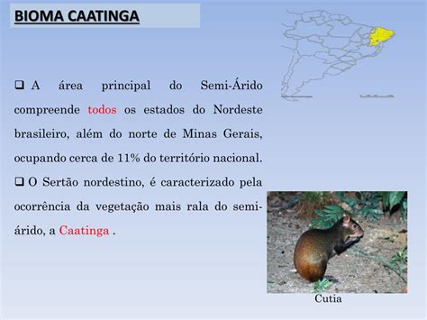 Constitui Um Bioma Brasileiro Que Se Estendia Originalmente